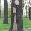 Repaired Tree  , Saint Petersbourg 